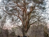 Редкие деревья получат статус памятников природы